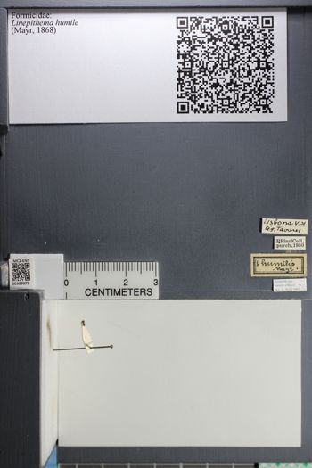 Media type: image;   Entomology 560878